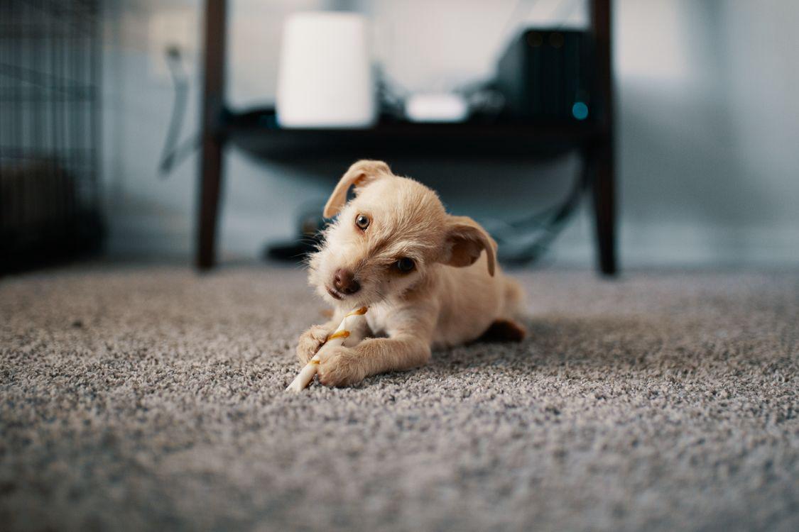 Evcil hayvan bulunan yaşam alanında halı